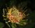 _A008621-35croofm.jpg
